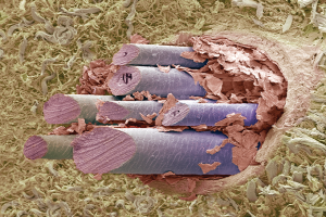 foto microscópica de pelo de cachorro