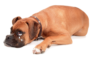 Cachorros podem sofrer após a flexibilização da quarentena