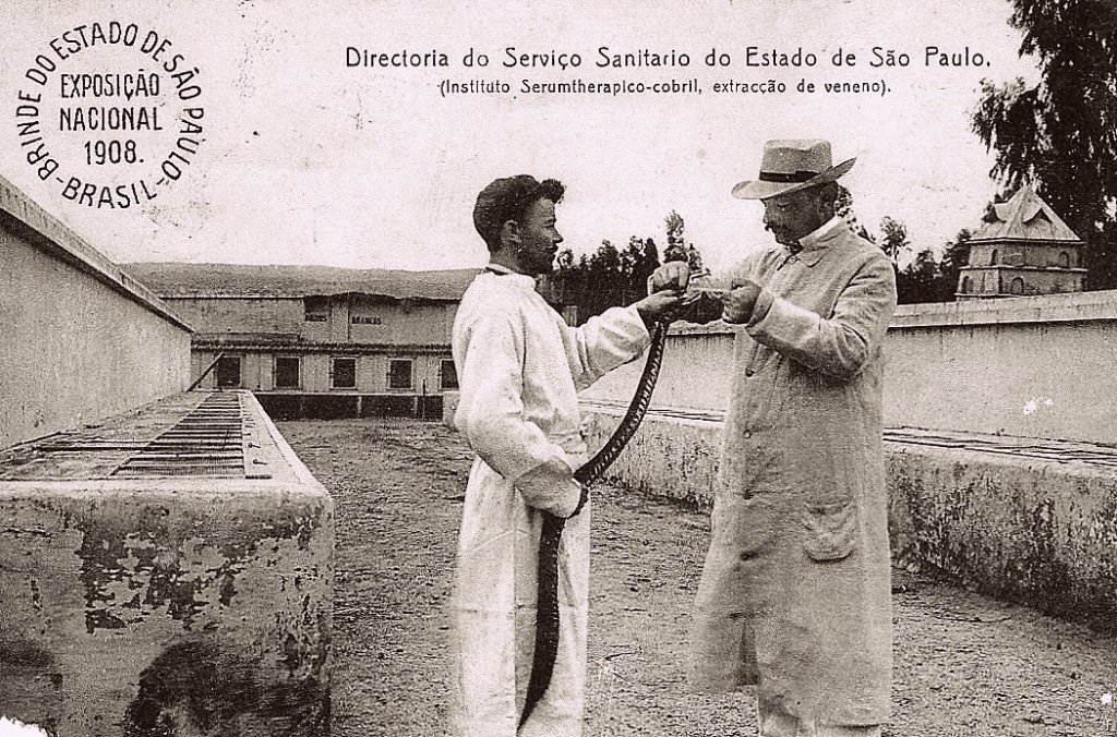 Vital Brazil extraindo veneno de cobra no Instituto Serunterápico do Estado de São Paulo (atual Instituto Butantan)