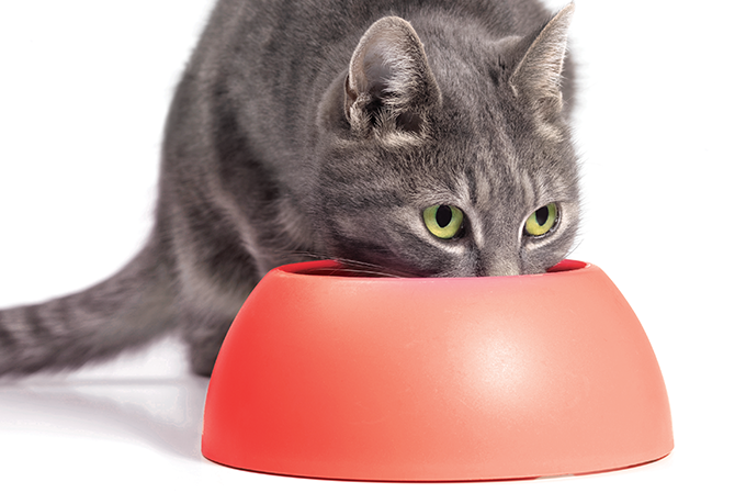 Comer uma vez ao dia é melhor para os gatos?