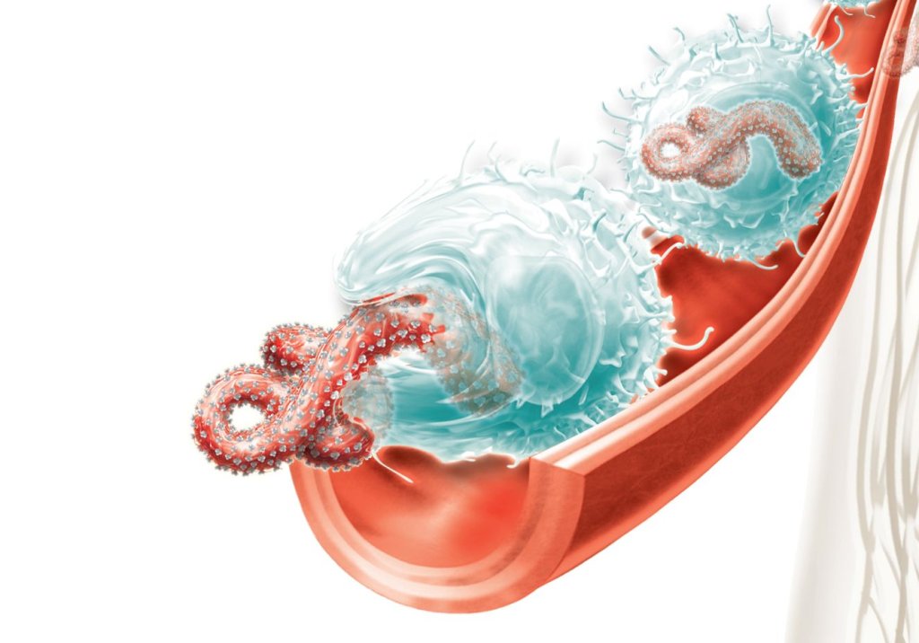 Ilustração do vírus ebola na corrente sanguínea