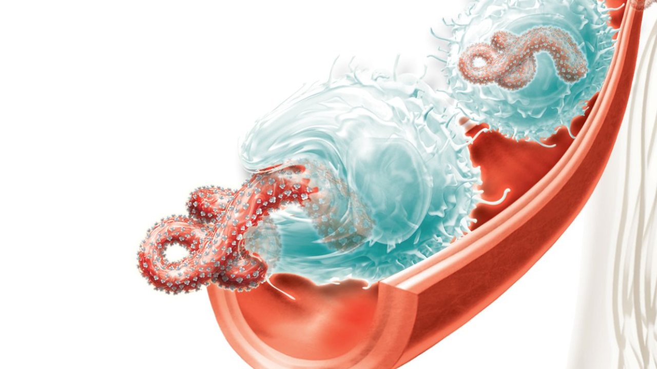 Ilustração do vírus ebola na corrente sanguínea