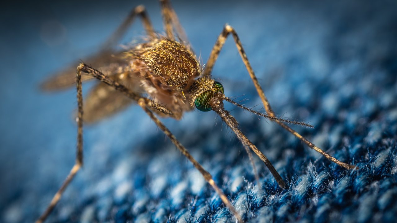 Foto em zoom de mosquito que causa dengue em fundo azul