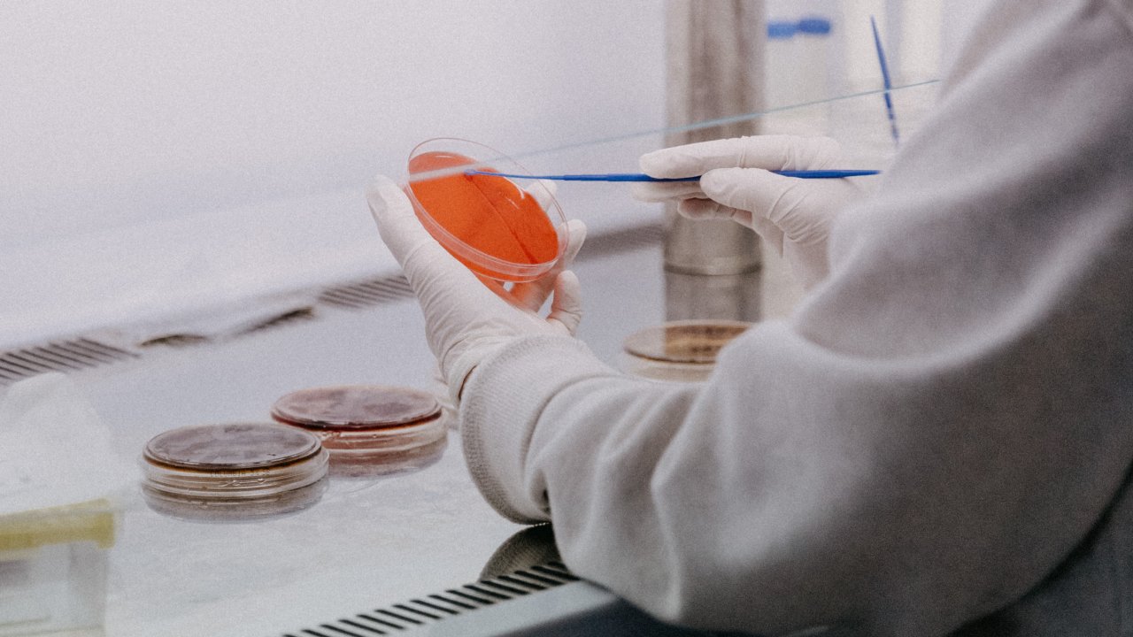 Foto de cientista mexendo com placas de Petri com coronavírus de Manaus