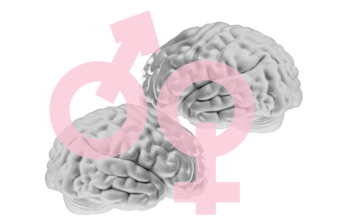 Ilustração de cérebros cinzas com ícones que representam os sexos masculino e feminino