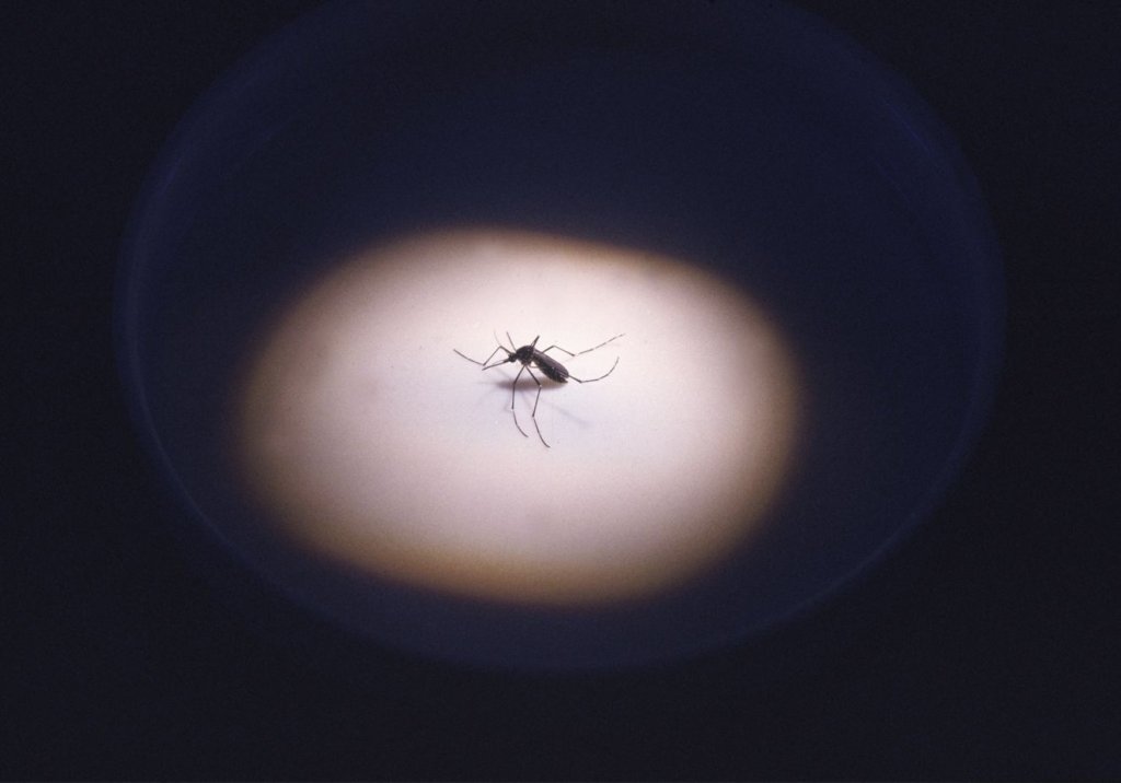 Mosquito que transmite a malária em foco de luz, com fundo preto