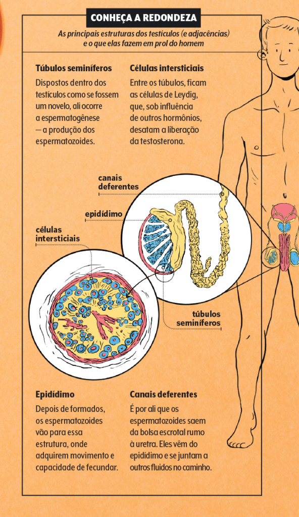 Como funcionam os testículos