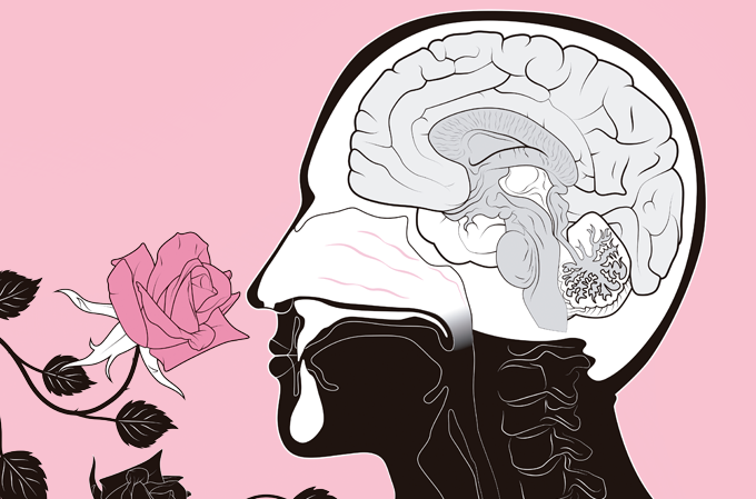 Ilustração de uma pessoa de lado com representações do cérebro e da cavidade nasal. A pessoa está cheirando uma flor
