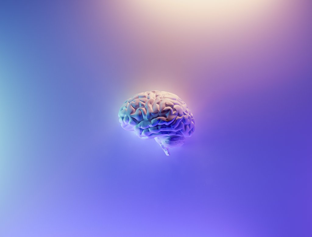 Foto de modelo de cérebro pequeno em fundo azul