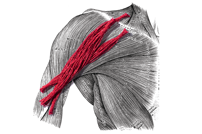 Desenho de músculos com fio vermelho em cima