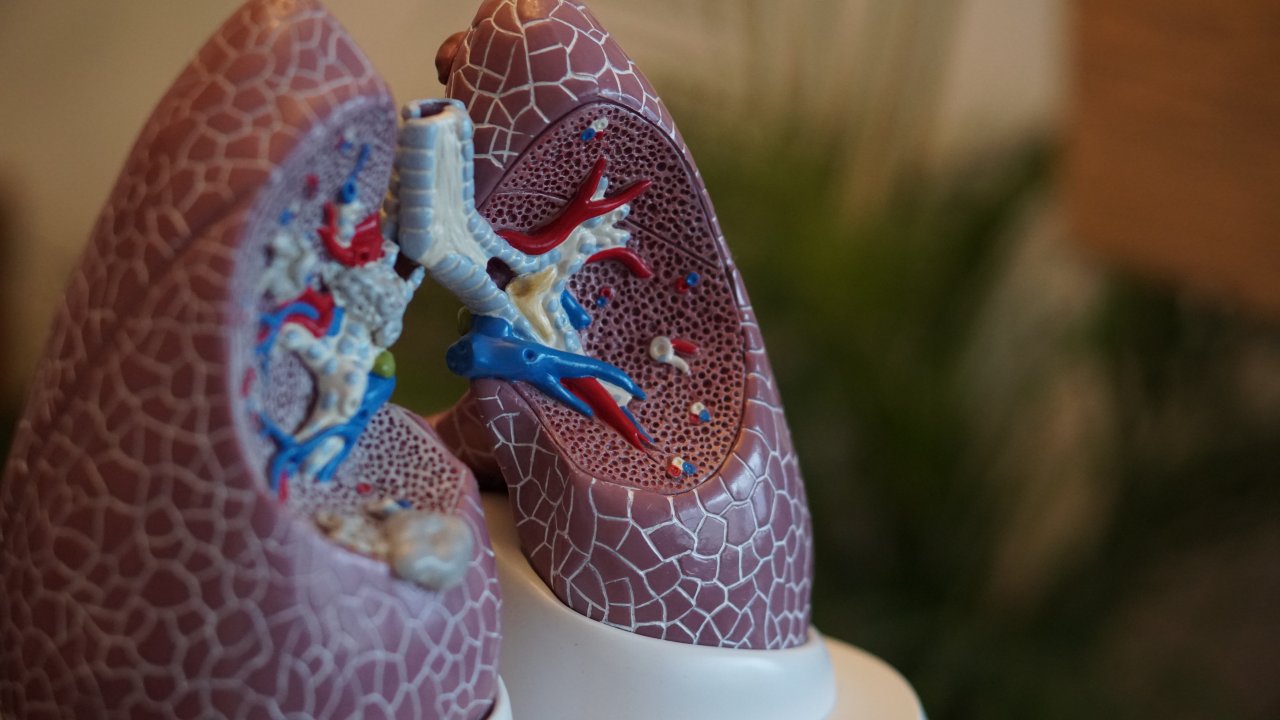 maquete da anatomia do pulmão, artérias e veias cardíacas