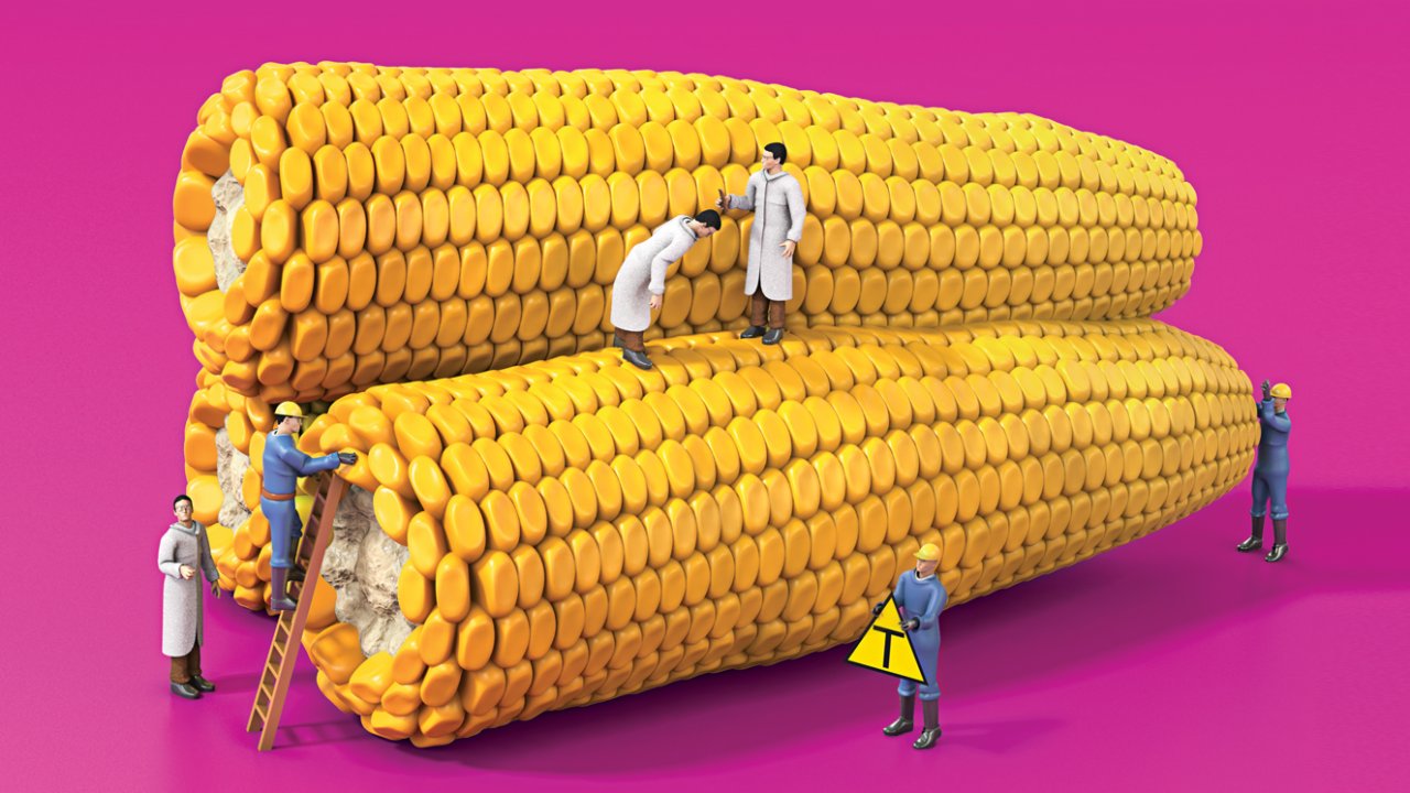 ilustração de milho gigante sendo analisado por cientistas
