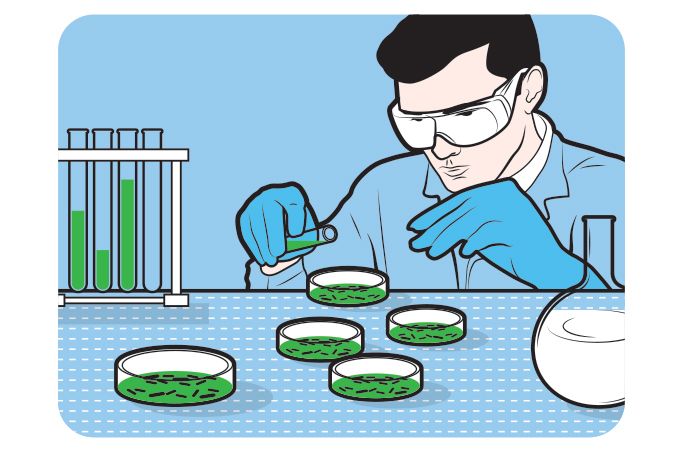 Ilustração de pesquisador Pesquisador fazendo uma pesquisa científica em placas de petri