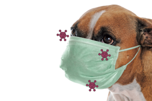 cachorro pega coronavírus