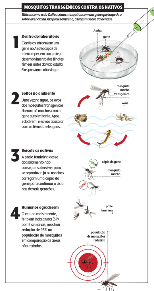 infográfico dos mosquitos transgênicos
