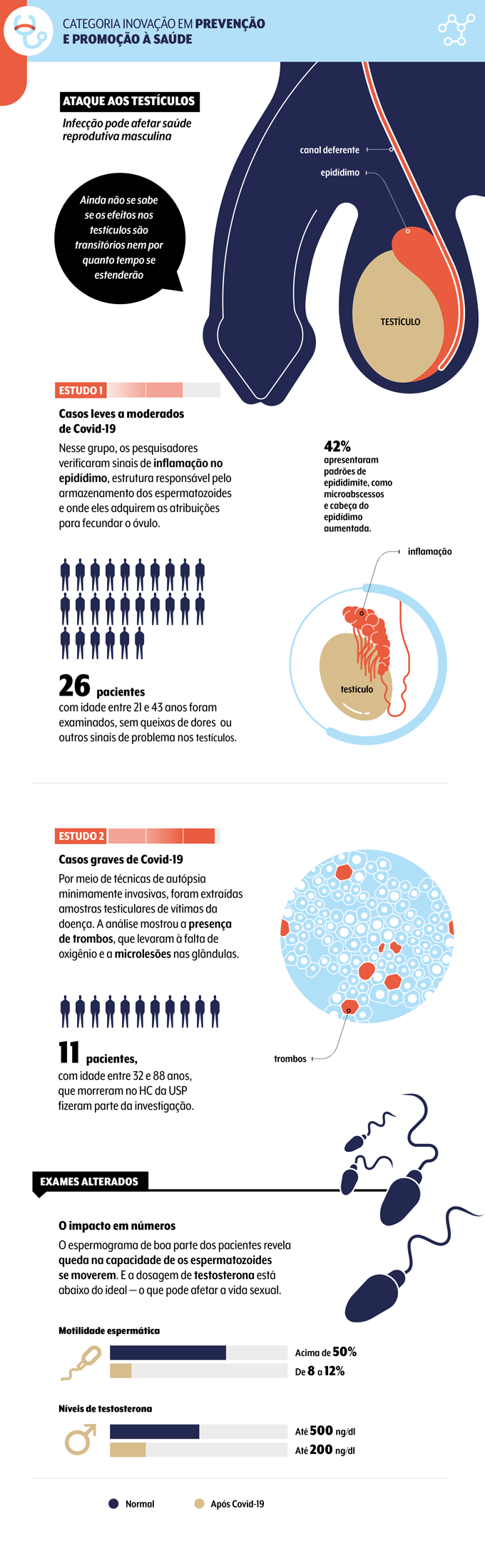 infográfico sobre o trabalho da USP a respeito dos efeitos da covid na saúde reprodutiva dos homens