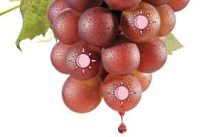 flavonoides da uva