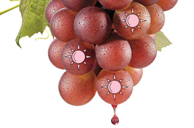 flavonoides da uva