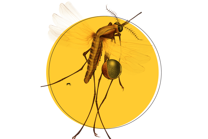ilustração de mosquito cúlex