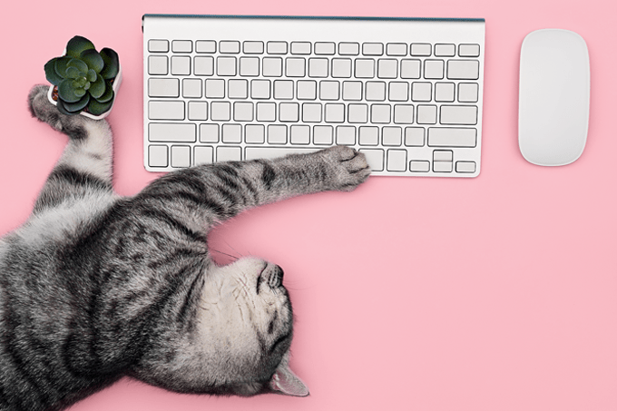 gatinho deitado perto de teclado e mouse