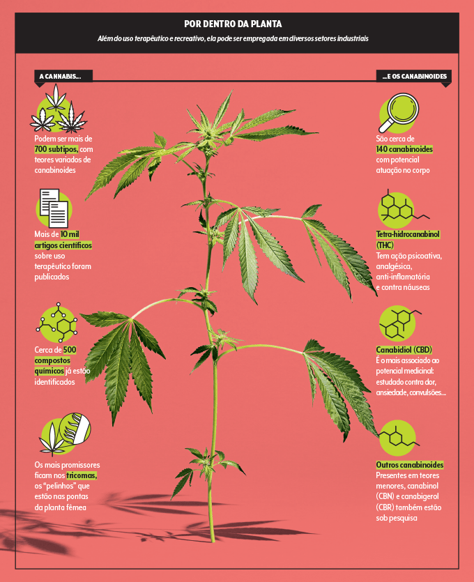 planta de cannabis e informações sobre composição da planta