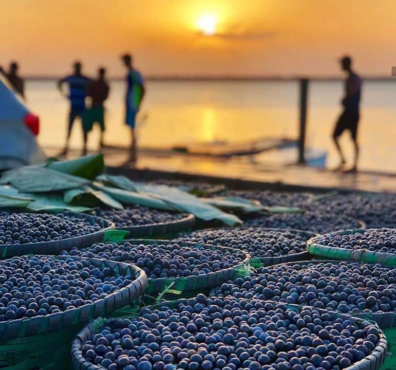 benefícios do açaí