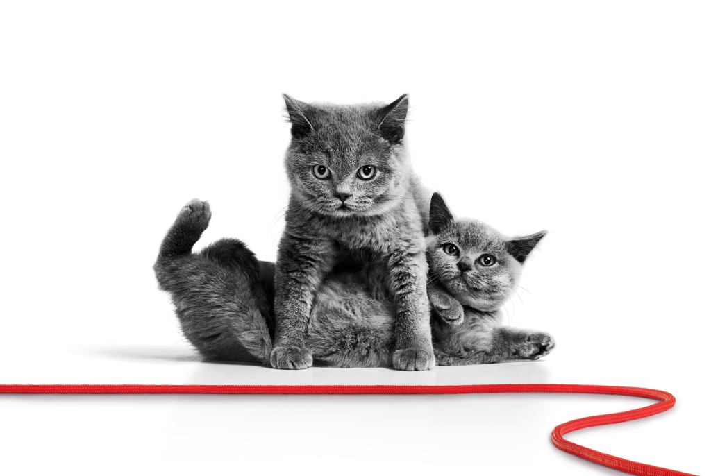 Royal Canin