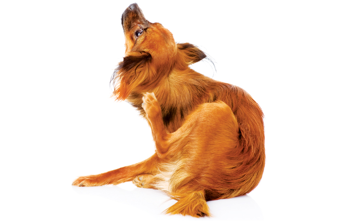 Casos de monkeypox em cães: que cuidados devemos tomar?