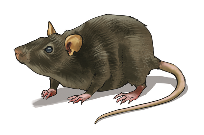 ilustração de rato