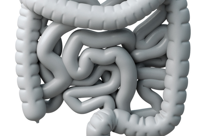 intestino-3D