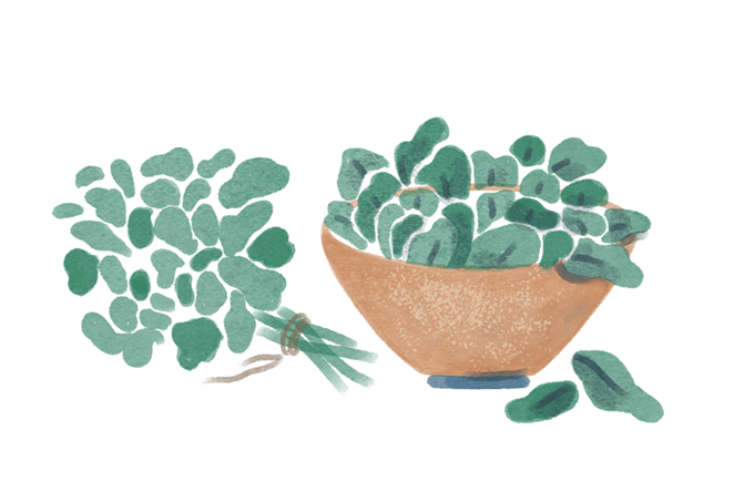 ilustração de maço de verduras