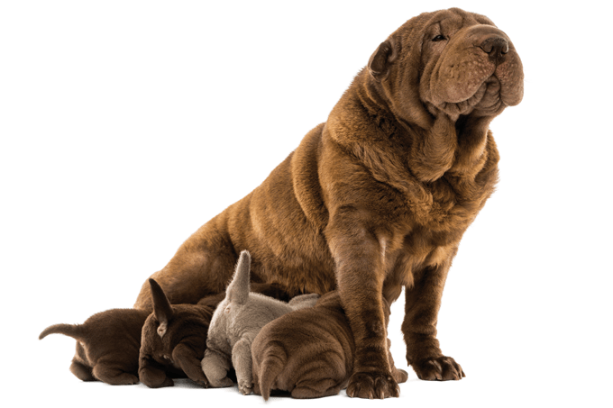 A ração certa para mamães e filhotes