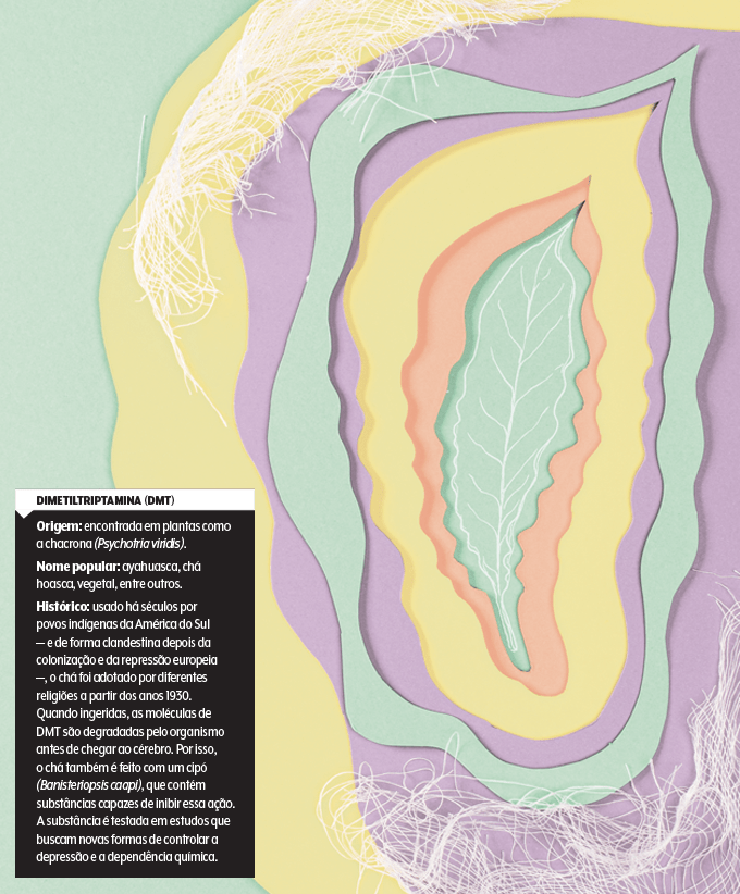 ilustração de folha da planta chacrona