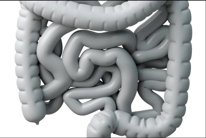 Bactéria comum na infância pode ter relação com câncer colorretal precoce