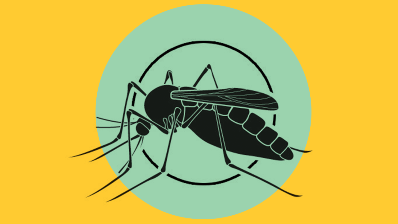 mosquito transmissor da leishmaniose