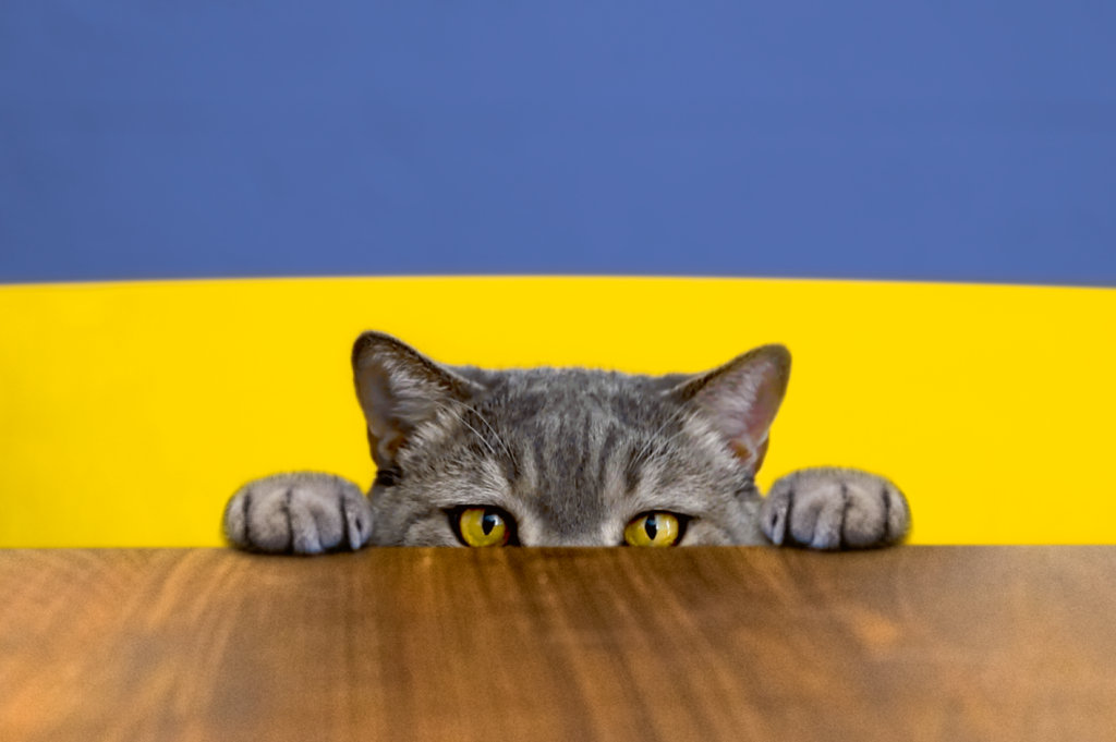 Na cabeça de um gato