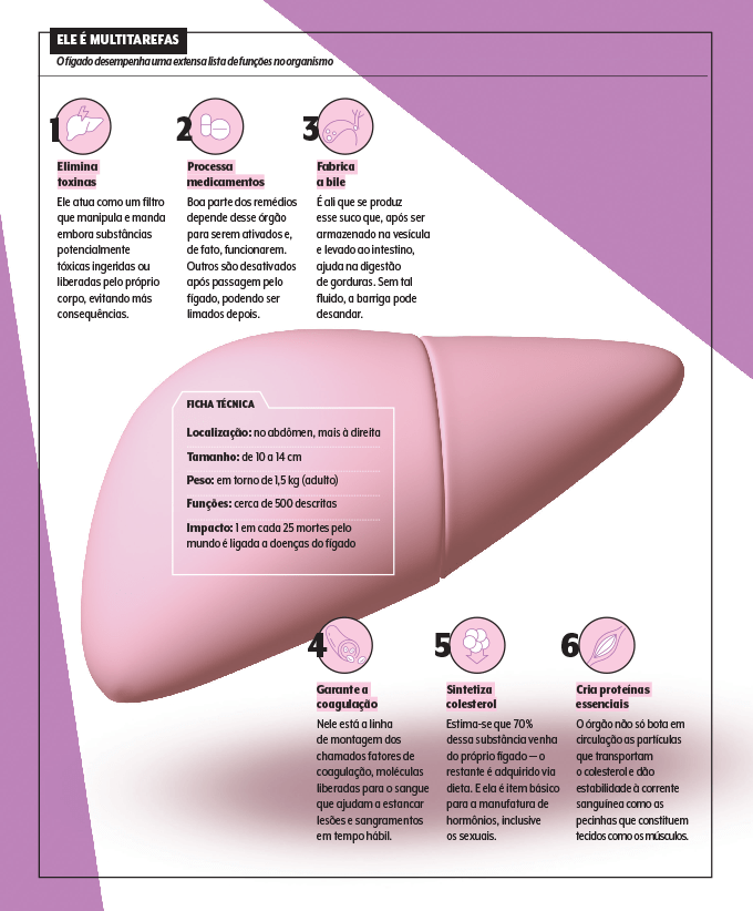 esquema com as funções do fígado