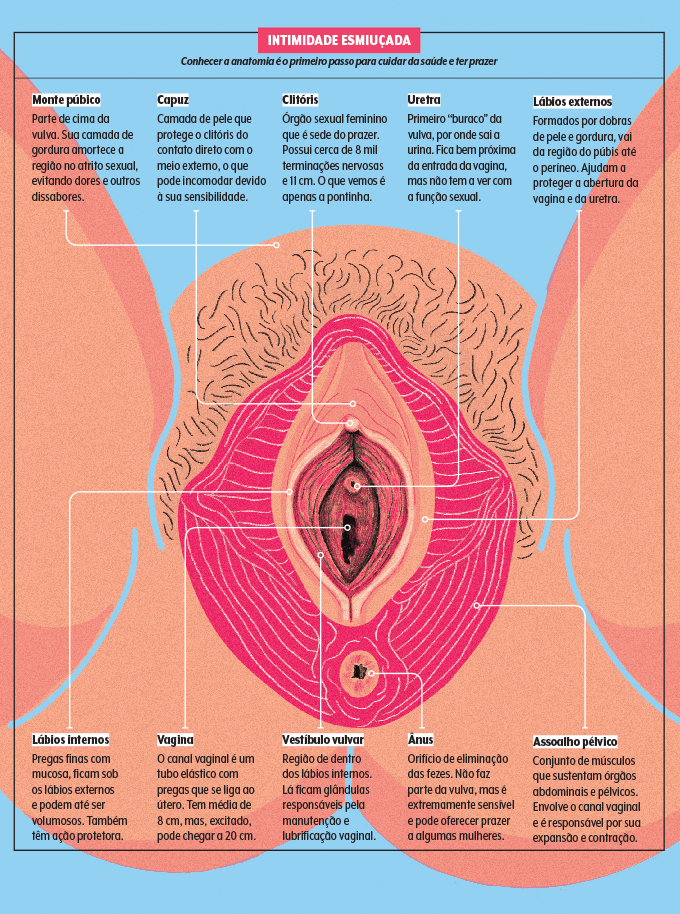anatomia da vulva