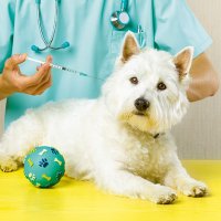 Coronavírus e pets: veja perguntas e respostas sobre cuidados com animais  de estimação, Coronavírus