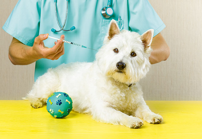 bichos-anestesia-cachorro