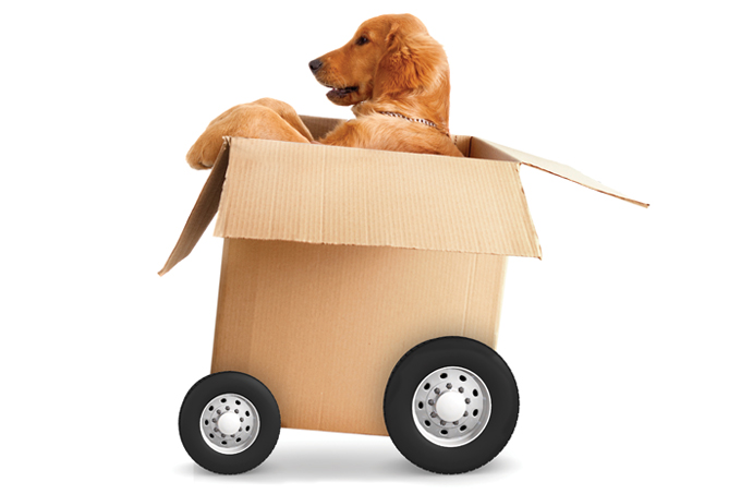 7 cuidados para antes e depois de adotar um cachorro