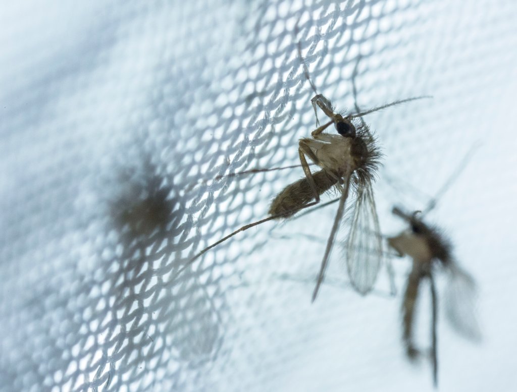 Leishmaniose: desde 2015, Brasil registrou mais de 130 mil casos