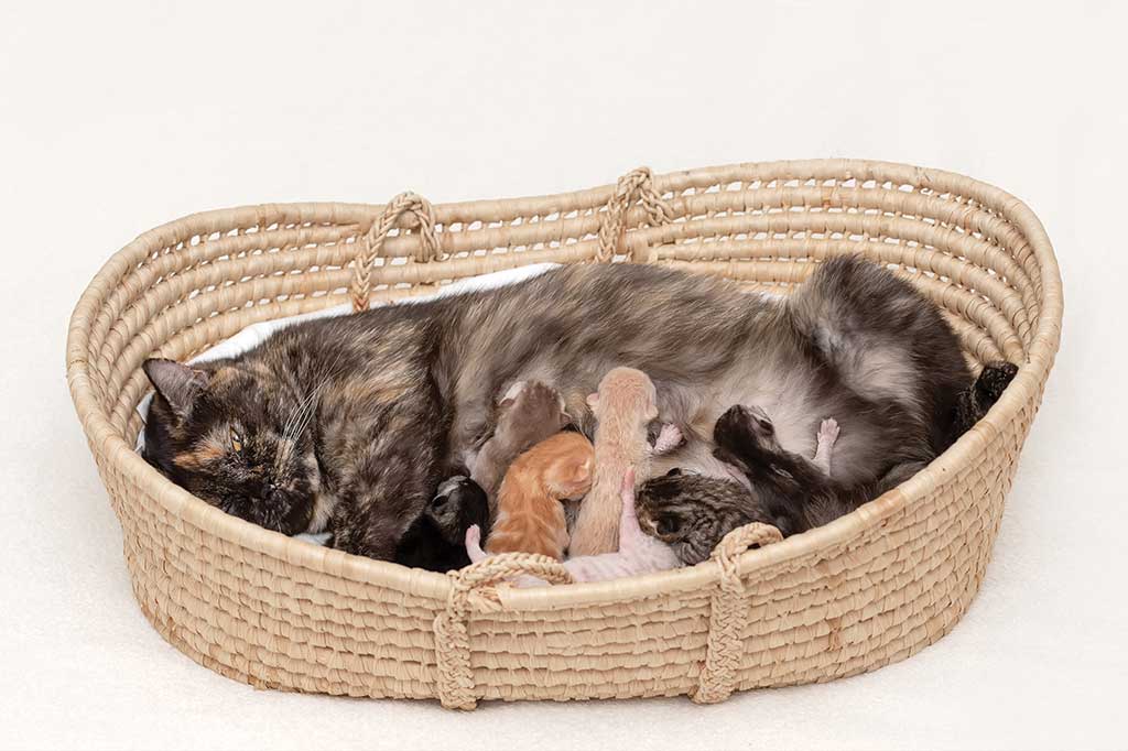 Guia ensina a cuidar de gatas grávidas e seus filhotes