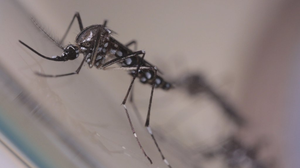 aedes-aegypti-dengue-zika-chikungunya