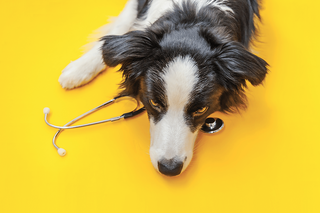 Avanço no combate ao câncer em cães