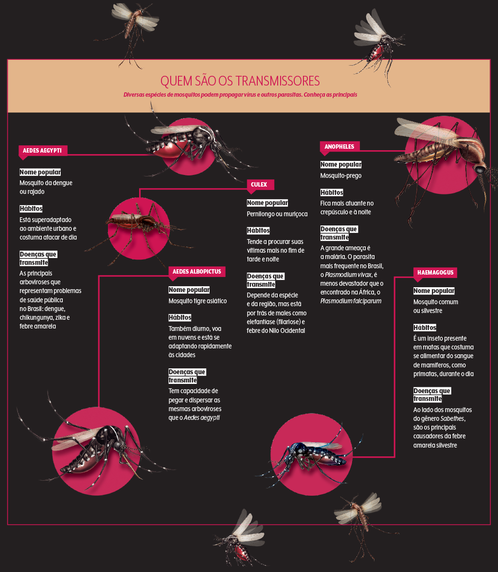 mosquitos-transmissores