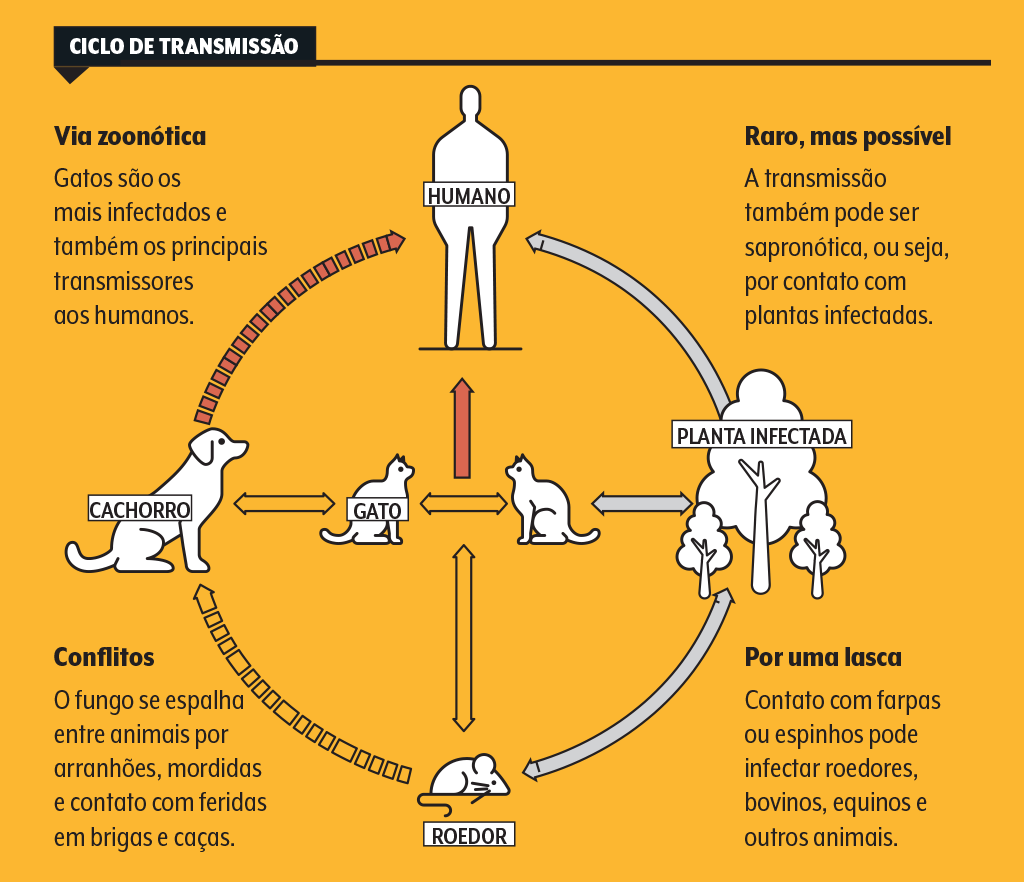 esporotricose-transmissão esporotricose-transmissão