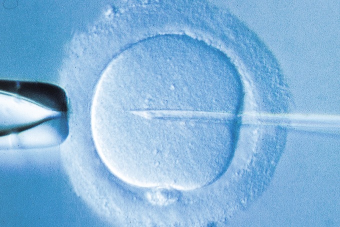 saude-reproducao-gestacao-inseminacao-in-vitro-proveta
