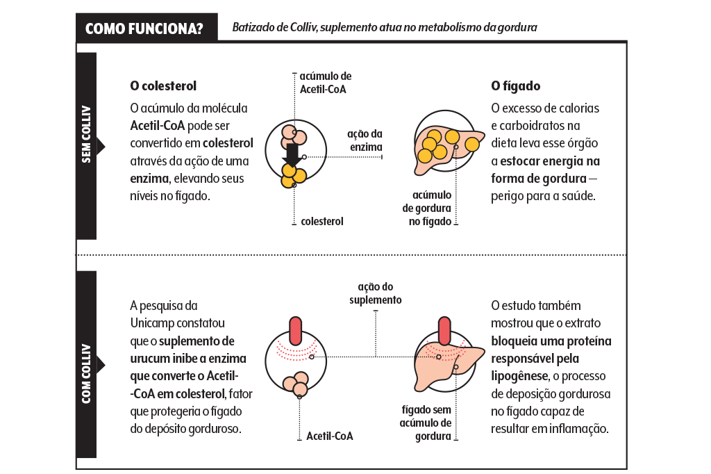 alimentacao-urucum-colliv-esquema-metabolismo-gordura