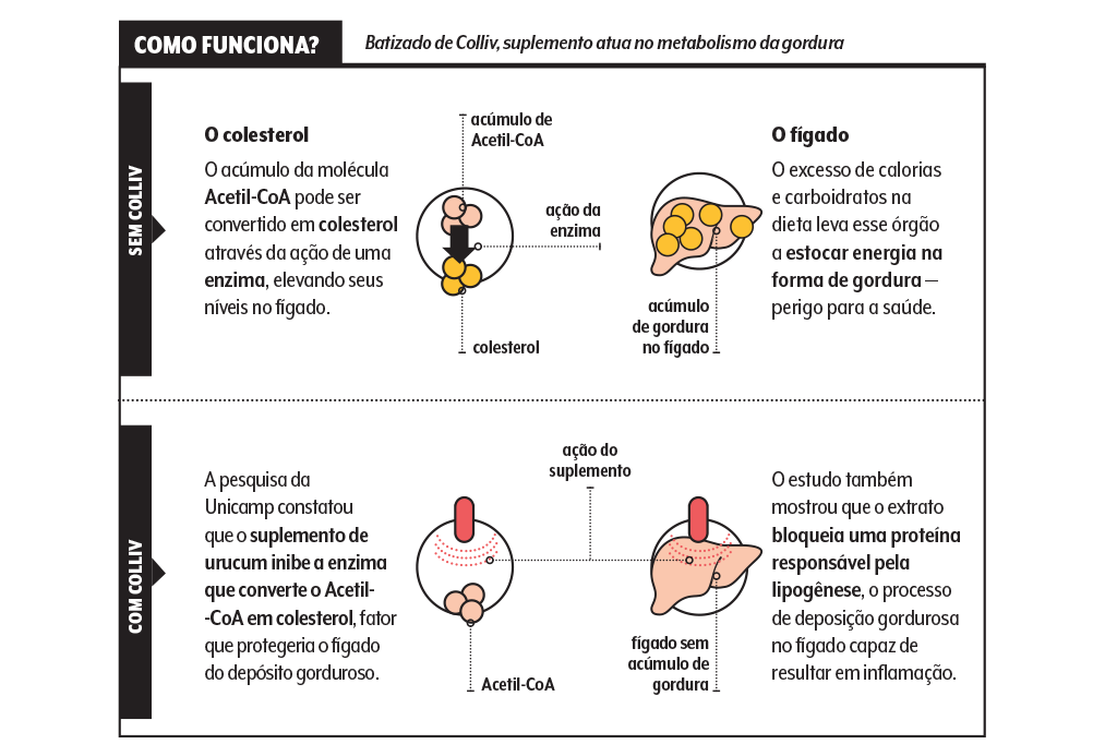 alimentacao-urucum-colliv-esquema-metabolismo-gordura alimentacao-urucum-colliv-esquema-metabolismo-gordura